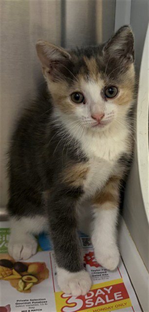 A660381 - Domestic Short Hair available for adoption
