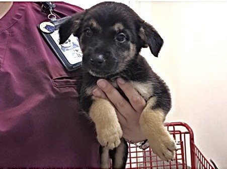 A661728 - Labrador Retriever available for adoption