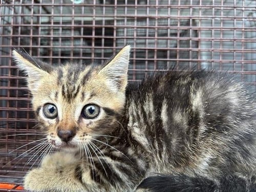 A657950 - Domestic Short Hair available for adoption