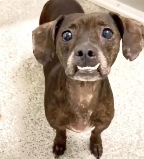 JACK FROST - Dachshund available for adoption
