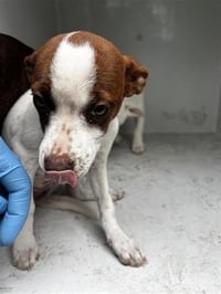 DOTTIE - Photo 1