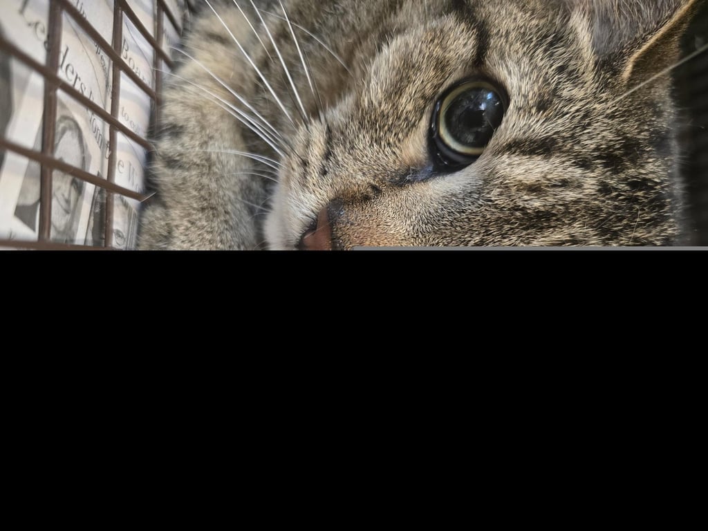 CLEO Image