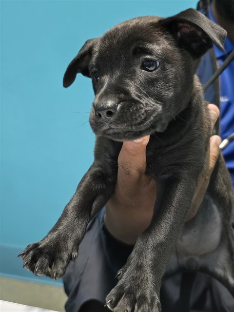A659177 - Pit Bull Terrier available for adoption