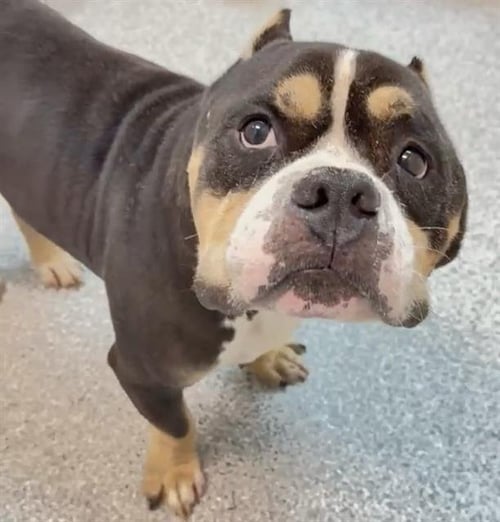 ASTRO - American Pit Bull Terrier available for adoption