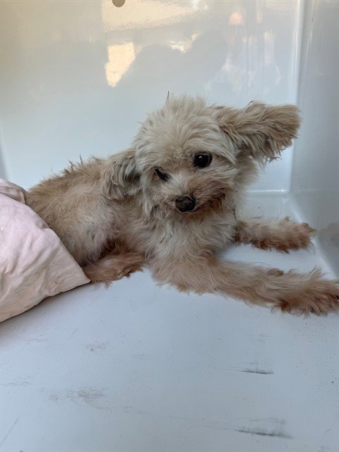 A662369 - Shih Tzu available for adoption