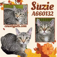 SUZIE - Photo 1