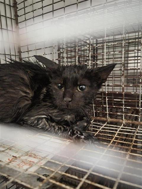 A659135 - Domestic Short Hair available for adoption