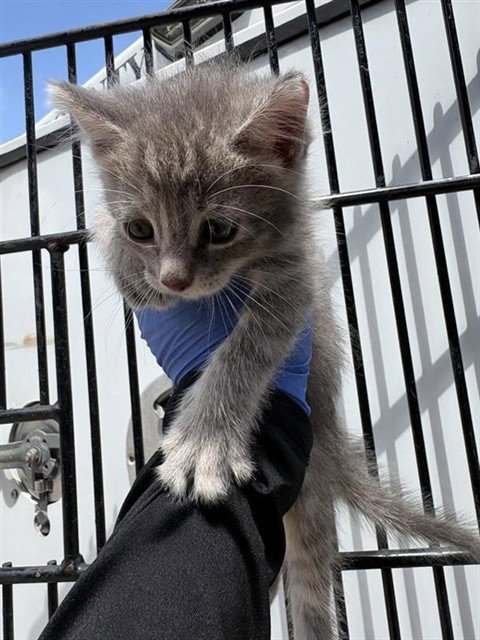 A660825 - Domestic Medium Hair available for adoption