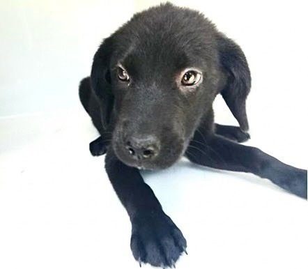 A660506 - Labrador Retriever available for adoption