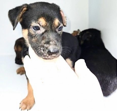 A661205 - German Shepherd Dog available for adoption