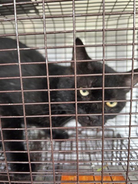 A661184 - Domestic Short Hair available for adoption