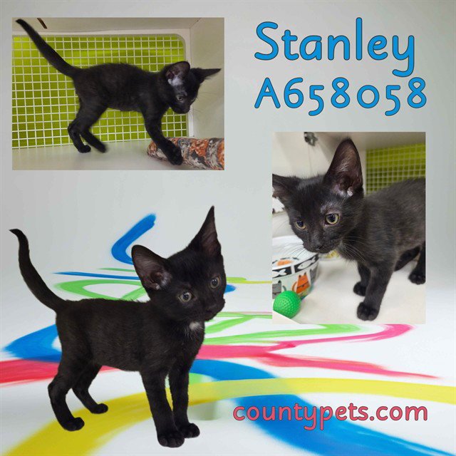 STANLEY Image