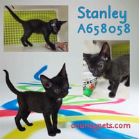 STANLEY - Photo 1