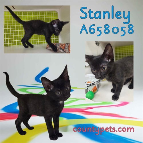 STANLEY - Domestic Short Hair available for adoption