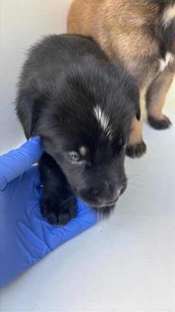 A661731 - Labrador Retriever available for adoption