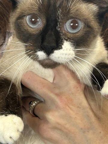 A650470 - Domestic Short Hair available for adoption