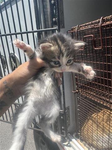 ISABELLA - Domestic Short Hair available for adoption