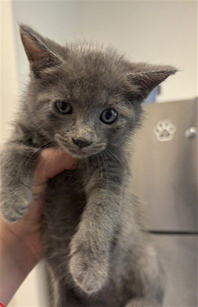 KITTEN  3 - Domestic Short Hair available for adoption