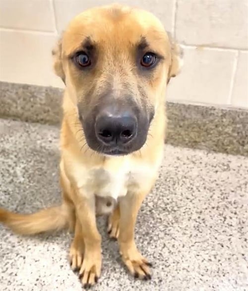 A660464 - German Shepherd Dog available for adoption