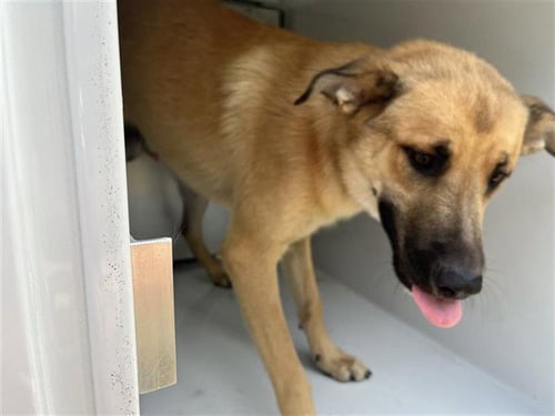 A660464 - German Shepherd Dog available for adoption