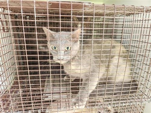MS. GIGI - Domestic Short Hair available for adoption