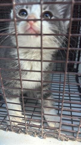 GEORGIA - Domestic Short Hair available for adoption