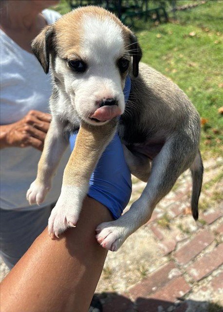 A661730 - Labrador Retriever available for adoption