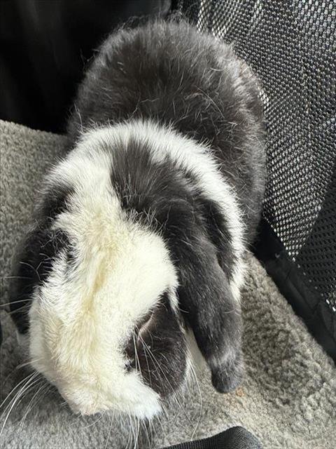 BENJI Image