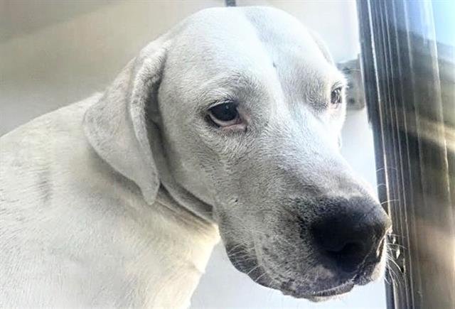 PUP F Image