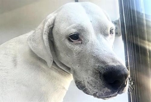 PUP F - Labrador Retriever available for adoption