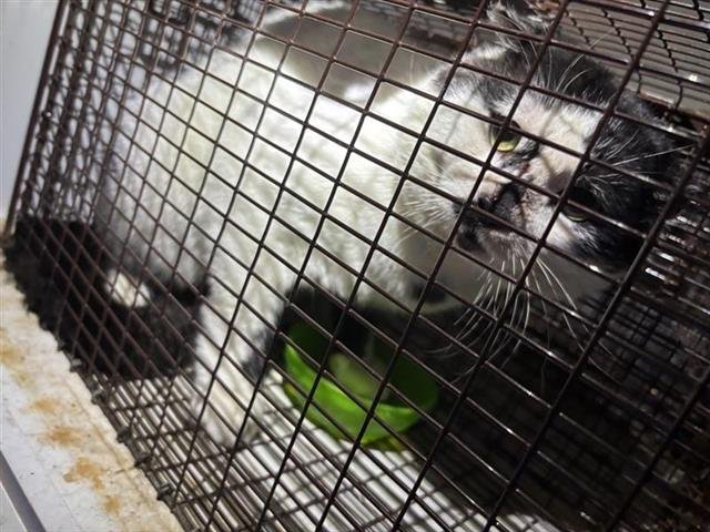 A650444 - Domestic Short Hair available for adoption