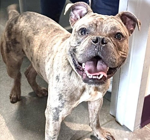 A660230 - French Bulldog available for adoption