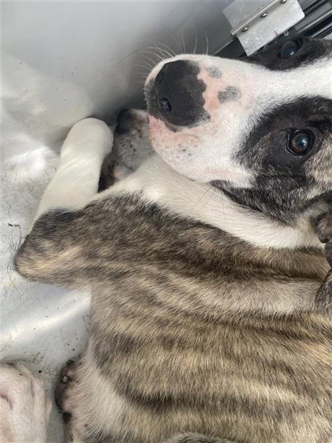 A658208 - Catahoula Leopard Dog / Saint Bernard available for adoption