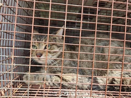 A658413 - Domestic Short Hair available for adoption