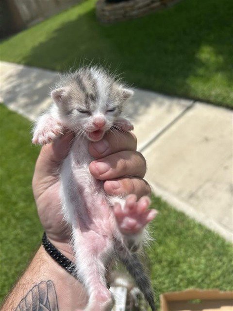 VITA - Domestic Short Hair available for adoption
