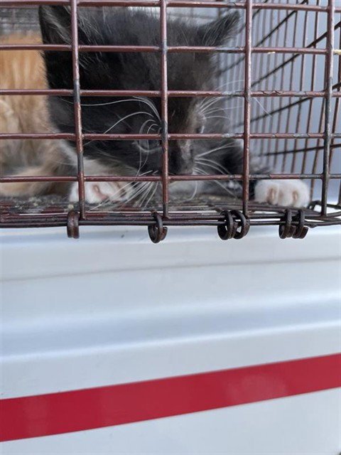 A662582 - Domestic Short Hair available for adoption