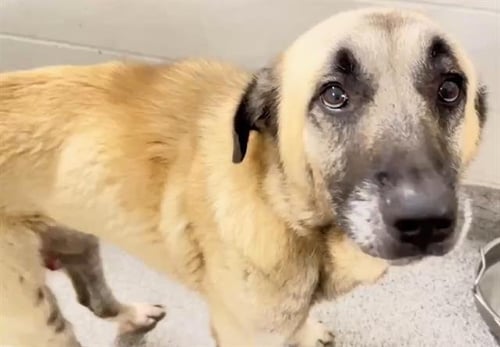 CALEB - Anatolian Shepherd available for adoption