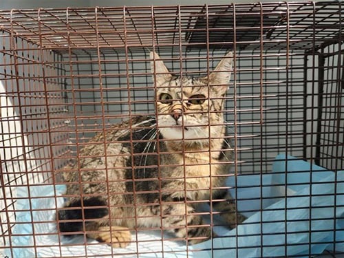 A662251 - Domestic Short Hair available for adoption