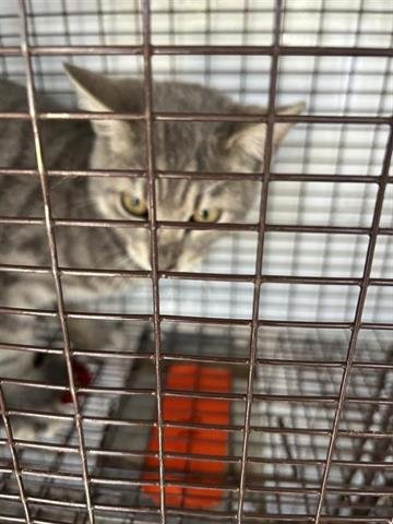 A650405 - Domestic Short Hair available for adoption