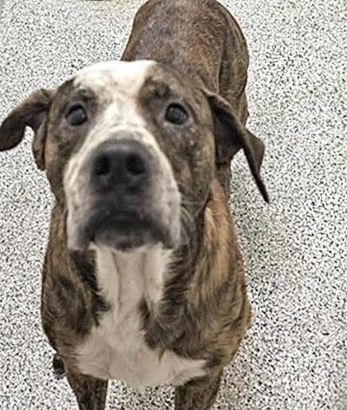 ROSCOE - Labrador Retriever available for adoption