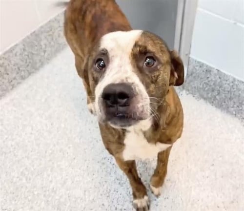 ROSCOE - Labrador Retriever available for adoption