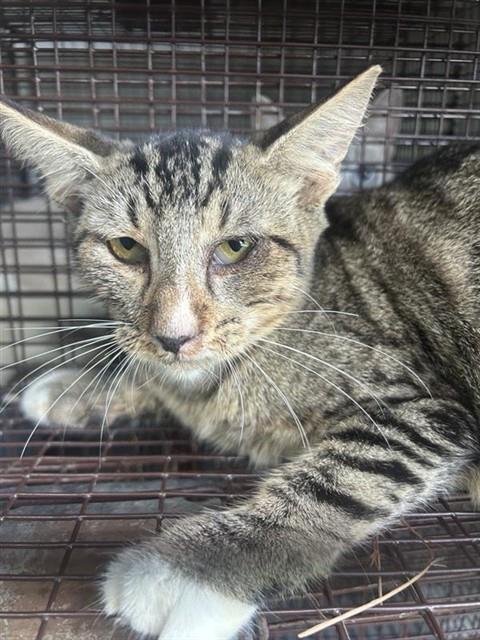 A661748 - Domestic Short Hair available for adoption