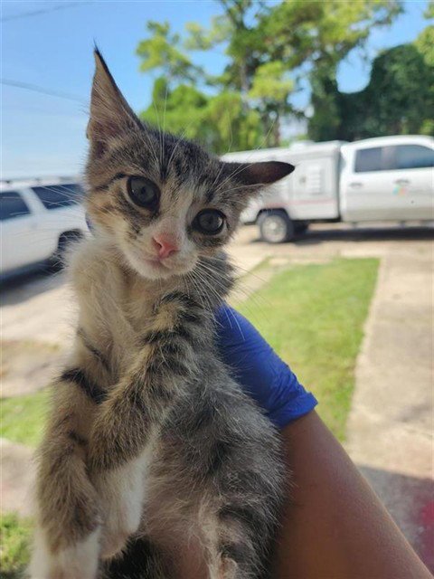 A662455 - Domestic Short Hair available for adoption