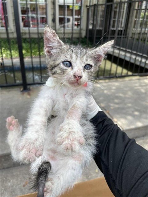 A658819 - Domestic Medium Hair available for adoption