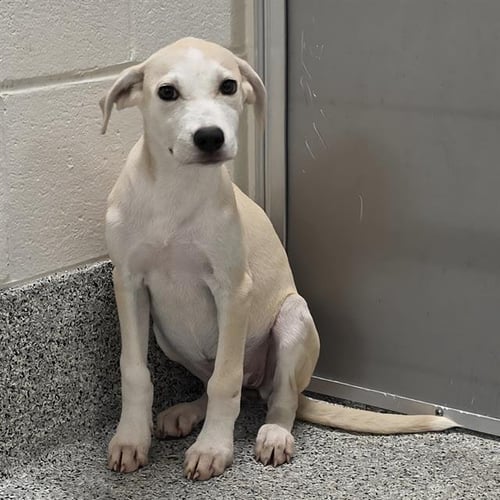 A660403 - Labrador Retriever available for adoption