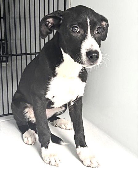 A658821 - Labrador Retriever available for adoption