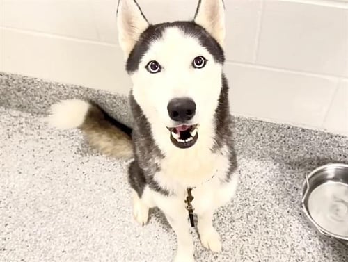 ROCKY - Siberian Husky available for adoption