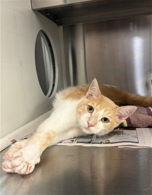 RUDY - Domestic Short Hair available for adoption