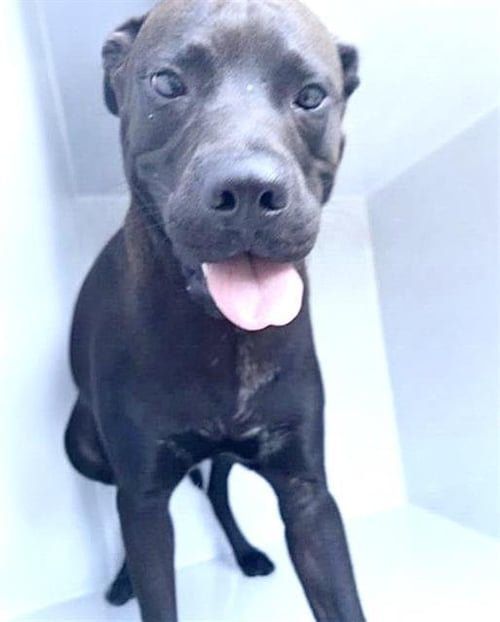 A662367 - Labrador Retriever available for adoption