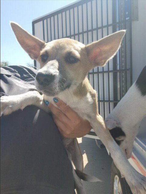 A660587 - Husky / German Shepherd Dog available for adoption